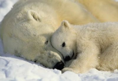 Лот: 10220379. Фото: 1. Фотообои Komar полярные медведи... Обои, панели, ДВП, ДСП, МДФ