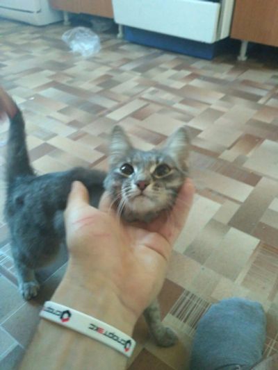Лот: 9818042. Фото: 1. КОШКА срочно c уникальной историей. Кошки, котята