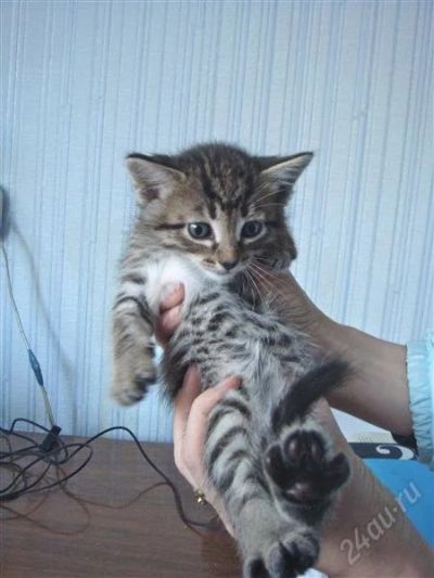 Лот: 1496439. Фото: 1. Котята. Кошки, котята