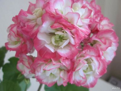 Лот: 10058105. Фото: 1. Пеларгония Apple Blossom Rosebud... Горшечные растения и комнатные цветы