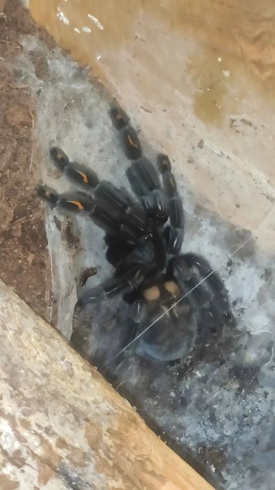 Лот: 19885698. Фото: 1. Паук Psalmopoeus irminia. Остальные животные