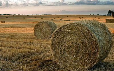 Лот: 11040211. Фото: 1. Купится сено с доставкой. Приветствуется... Корма