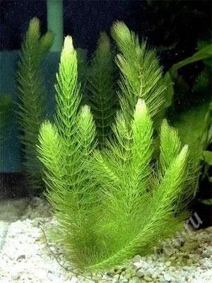 Лот: 2332892. Фото: 1. наяс, валиснерия 3литра. Водные растения