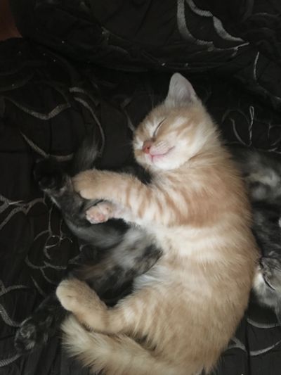 Лот: 11774732. Фото: 1. Британско-шатландцие котята. Кошки, котята