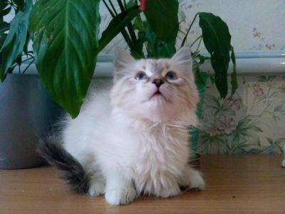 Лот: 5200692. Фото: 1. сибирские котята. Кошки, котята