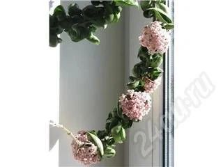 Лот: 346871. Фото: 1. Хойя Компакта (Hoya Сompacta... Горшечные растения и комнатные цветы