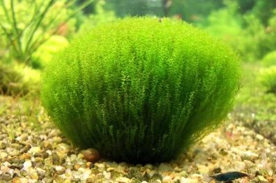 Лот: 4777441. Фото: 1. Leptodictyum riparium(Stringy... Водные растения