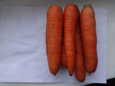 Лот: 5281260. Фото: 1. Морковь свежая. Овощи, фрукты, зелень
