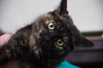 Лот: 9610422. Фото: 1. миниатюрная кошечка подросток... Кошки, котята