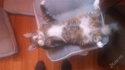 Лот: 2799481. Фото: 1. отдам в добрые руки Котенка-подростка. Кошки, котята