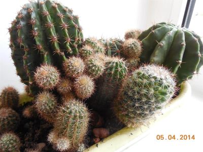 Лот: 3951480. Фото: 1. Набор кактусов. Горшечные растения и комнатные цветы