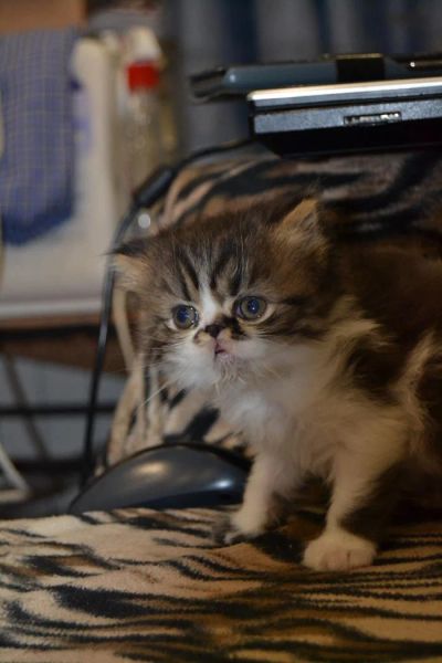 Лот: 6002245. Фото: 1. Котик персидский с родинкой на... Кошки, котята