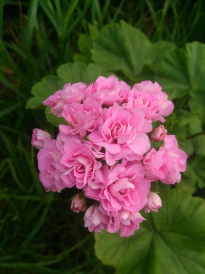 Лот: 11434503. Фото: 1. Пеларгония Swanland Pink/Australien... Горшечные растения и комнатные цветы