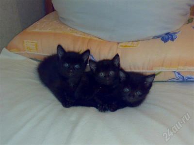 Лот: 96973. Фото: 1. отдам котят. Остальные животные