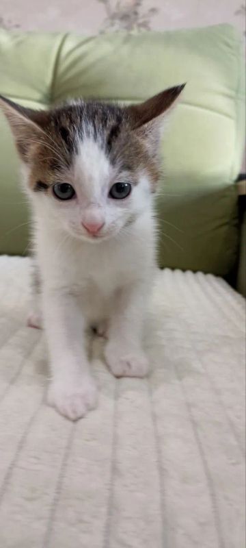 Лот: 21172589. Фото: 1. Котята. Кошки, котята