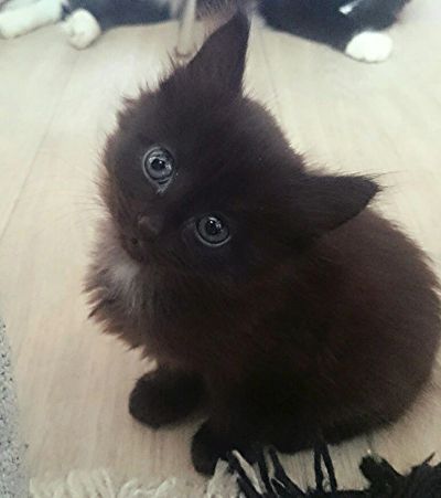 Лот: 7671103. Фото: 1. Отдам котенка. Кошки, котята