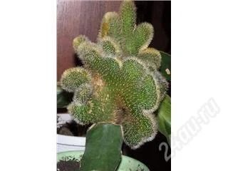Лот: 116988. Фото: 1. Кактус. Горшечные растения и комнатные цветы