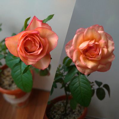 Лот: 16138770. Фото: 1. Роза. Горшечные растения и комнатные цветы