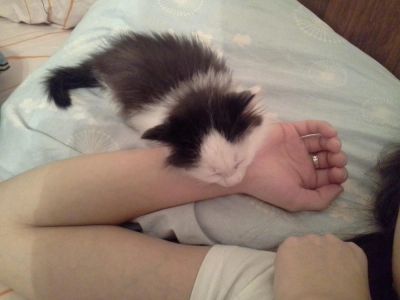 Лот: 4565905. Фото: 1. отдам котеночка!!!. Кошки, котята