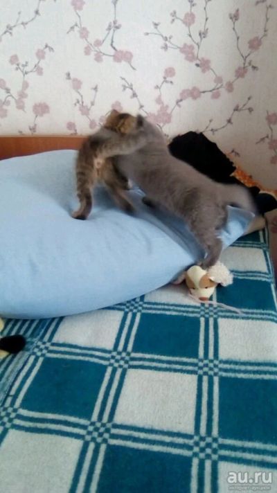Лот: 10003502. Фото: 1. Продам котенка. Кошки, котята