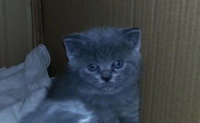 Лот: 3937611. Фото: 1. Британские котята. Кошки, котята