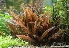 Лот: 1203339. Фото: 1. Cryptocoryne wendtii 'MI OYA'. Водные растения
