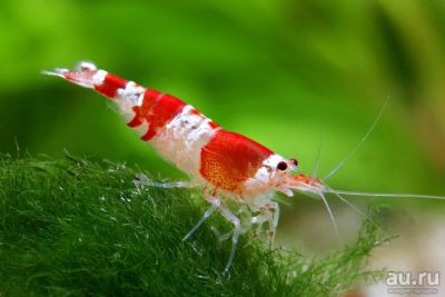 Лот: 17440059. Фото: 1. Креветка Красный кристалл (Caridina... Моллюски, ракообразные, кораллы