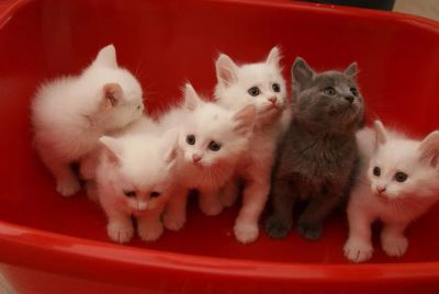 Лот: 4481513. Фото: 1. бебикэты, аля белые британцы... Кошки, котята