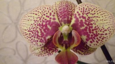 Лот: 8482561. Фото: 1. орхидея фаленопсис F2/11(отцвела... Горшечные растения и комнатные цветы