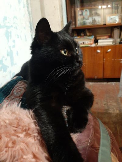 Лот: 18385553. Фото: 1. Отдам кошку. Кошки, котята