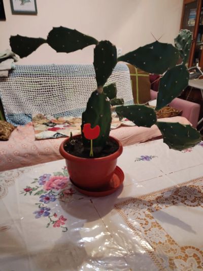 Лот: 22180728. Фото: 1. Цветок комнатный Кактус. Горшечные растения и комнатные цветы