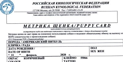 Лот: 15666804. Фото: 1. питбуль. Собаки, щенки