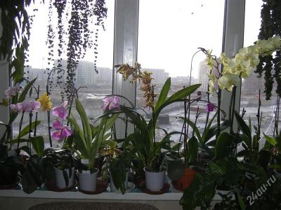 Лот: 902775. Фото: 1. Орхидеи 1 Паффиопедилюм. Горшечные растения и комнатные цветы