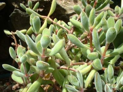 Лот: 11125208. Фото: 1. крассула Crassula rogersii суккулент. Горшечные растения и комнатные цветы