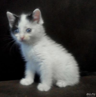 Лот: 9669986. Фото: 1. Котенок Дейл. Кошки, котята