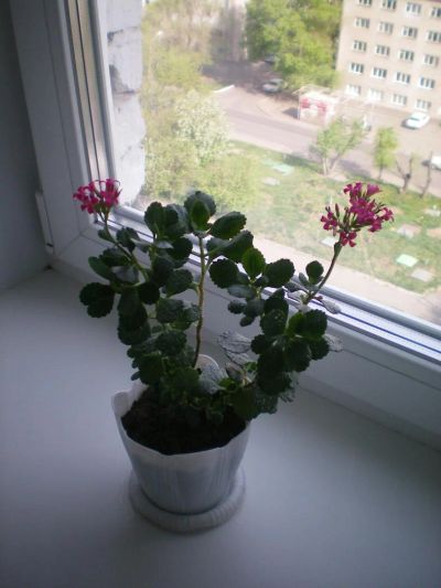 Лот: 4726364. Фото: 1. каланхоэ. Горшечные растения и комнатные цветы