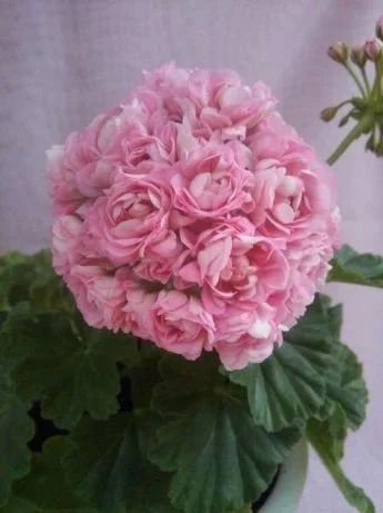 Лот: 11499838. Фото: 1. Сортовая Пеларгония Anita. Горшечные растения и комнатные цветы