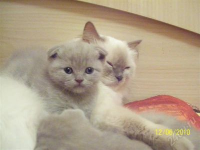 Лот: 689186. Фото: 1. шотландские вислоухи с документами. Остальные животные