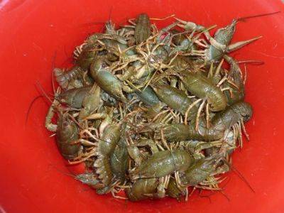 Лот: 7720060. Фото: 1. Живые раки 2 кг. Икра, рыба, морепродукты