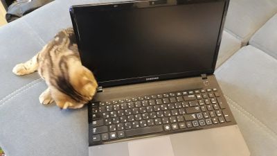 Лот: 15026354. Фото: 1. Ноутбук Samsung 310e (2x1.7/6gb... Ноутбуки