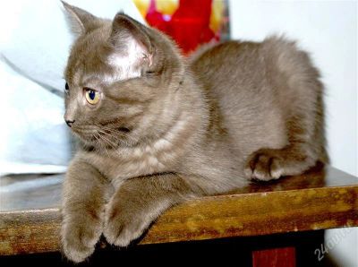 Лот: 1961585. Фото: 1. Шотландская шоколадная красавица... Кошки, котята