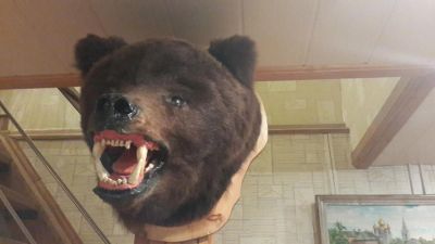 Лот: 7589970. Фото: 1. чучело голова медведя. Чучела животных, рога, шкуры