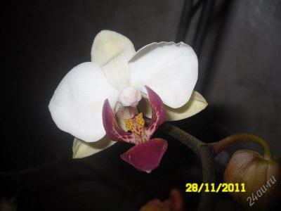 Лот: 1376169. Фото: 1. Орхидея фаленопсис,мини. Горшечные растения и комнатные цветы
