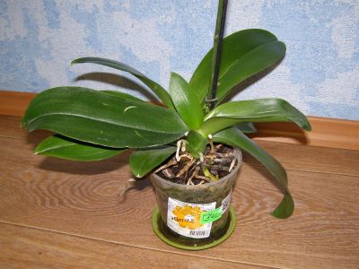 Лот: 3115903. Фото: 1. Распродажа орхидей. Горшечные растения и комнатные цветы