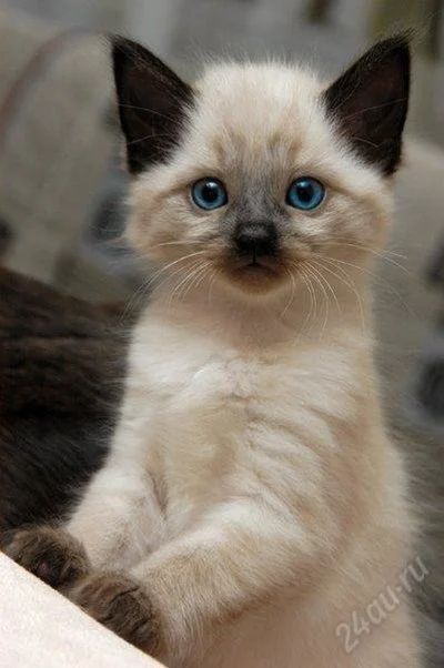 Лот: 1017369. Фото: 1. шикарный балинезийский котенок... Кошки, котята
