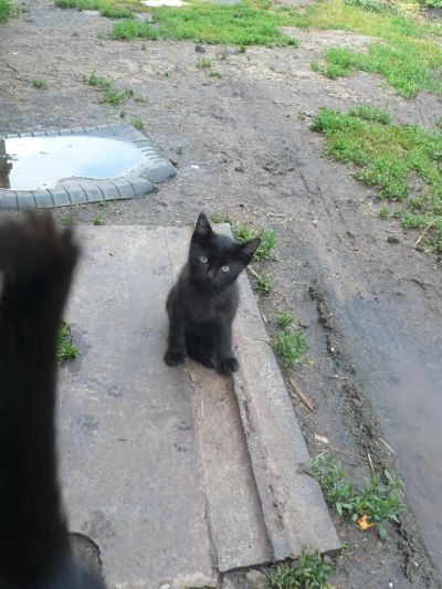 Лот: 2996538. Фото: 1. котенок черный. Кошки, котята
