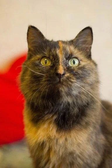 Лот: 6739832. Фото: 1. Кошечка Красотка Сюзи!!!!!!!. Кошки, котята