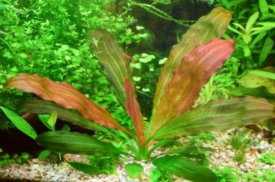 Лот: 6010369. Фото: 1. Эхинодорус Розе (Echinodorus... Водные растения