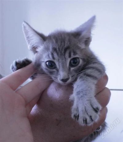 Лот: 1836448. Фото: 1. отдам котят. Кошки, котята