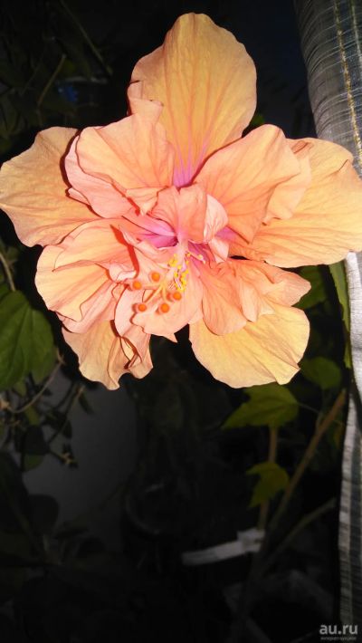 Лот: 17354284. Фото: 1. Гибискус сортовой Fringed Double... Горшечные растения и комнатные цветы